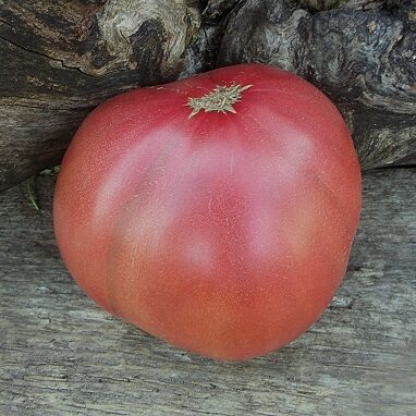 Rubanovas vakari (Pубанівські вечори)